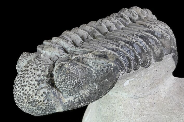 Drotops Trilobite With White Patina - Great Eyes! #76405